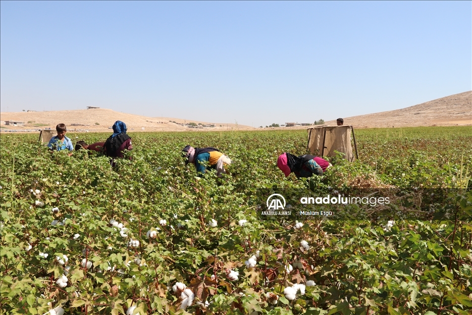 Şanlıurfa'da "beyaz altın" hasadı başladı