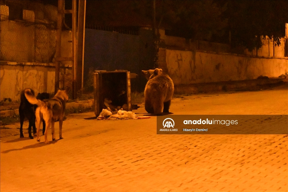 Kars'ta bozayı ve köpeklerin çöpten ekmek kavgası görüntülendi