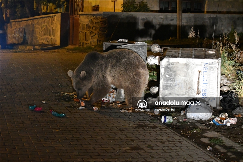 Kars'ta bozayı ve köpeklerin çöpten ekmek kavgası görüntülendi