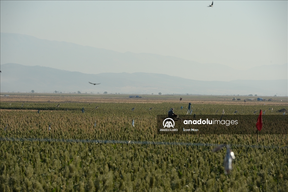 Kahramanmaraşlı çiftçilerin kuşlara karşı traktörleriyle "akdarı" nöbeti