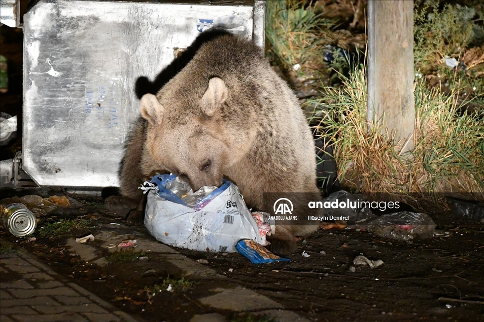 Kars'ta bozayı ve köpeklerin çöpten ekmek kavgası görüntülendi