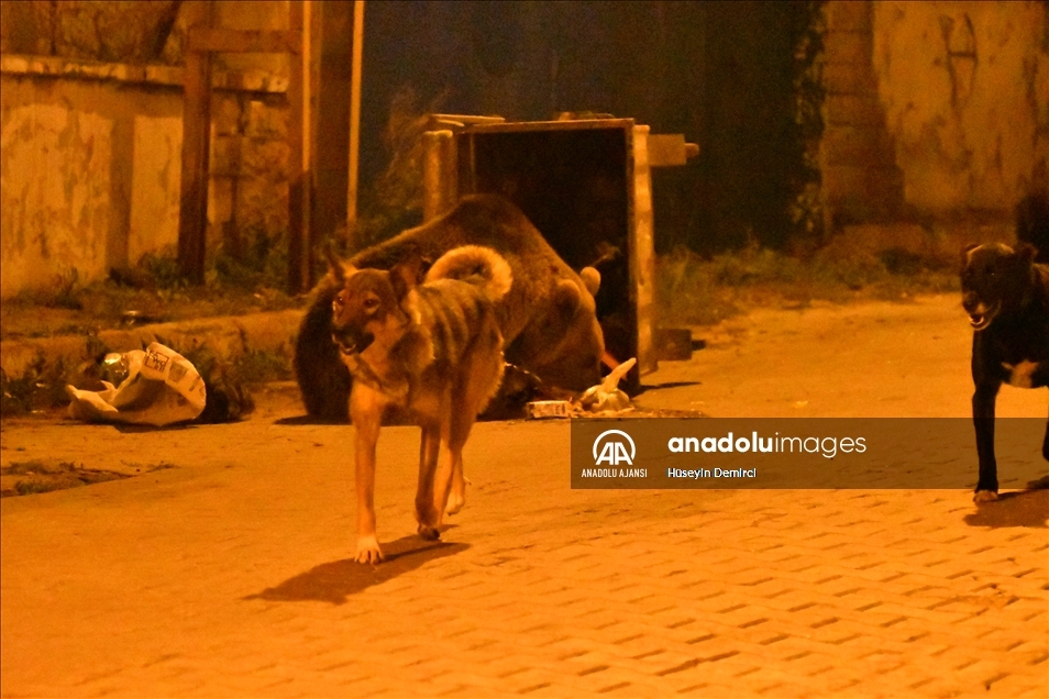 Kars'ta bozayı ve köpeklerin çöpten ekmek kavgası görüntülendi