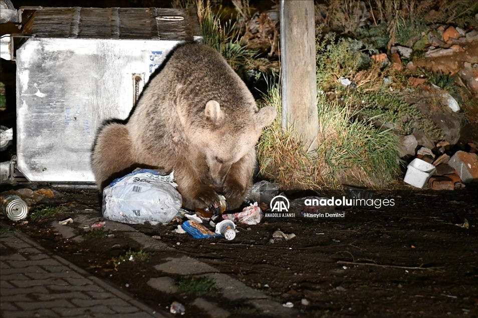 Kars'ta bozayı ve köpeklerin çöpten ekmek kavgası görüntülendi