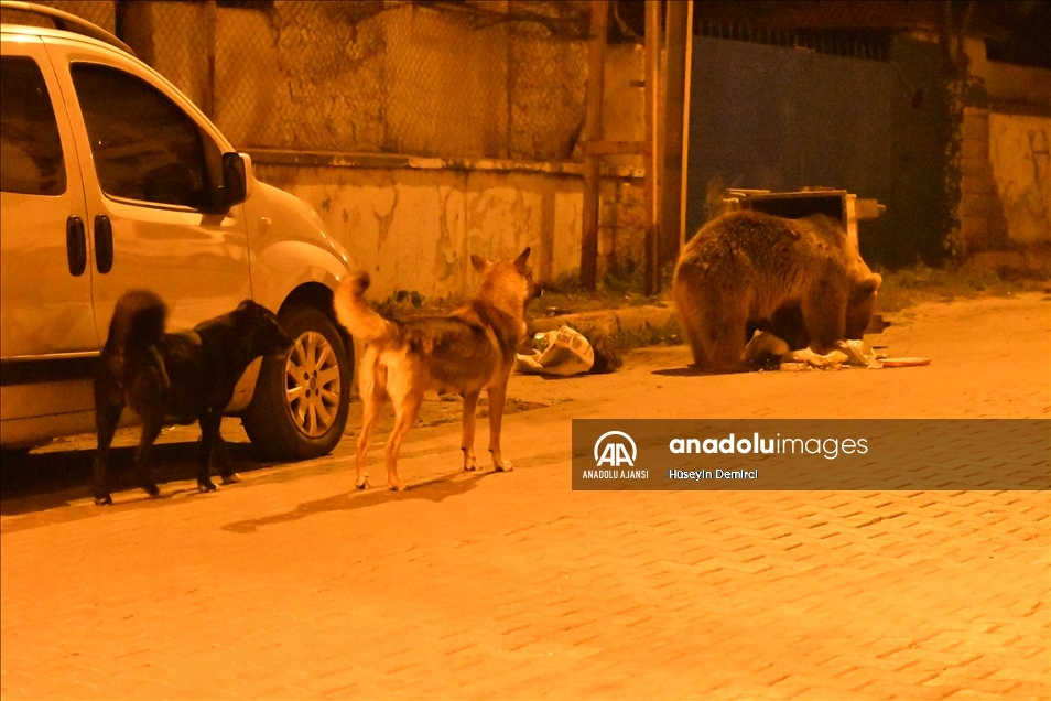 Kars'ta bozayı ve köpeklerin çöpten ekmek kavgası görüntülendi