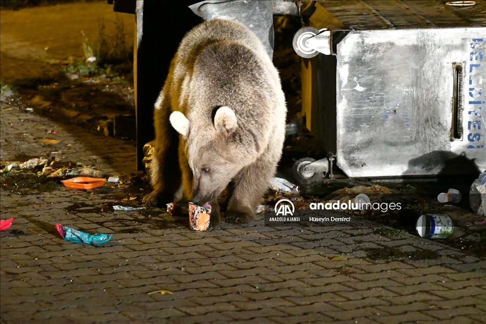 Kars'ta bozayı ve köpeklerin çöpten ekmek kavgası görüntülendi