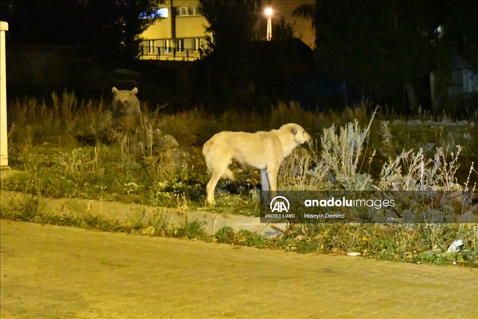 Kars'ta bozayı ve köpeklerin çöpten ekmek kavgası görüntülendi
