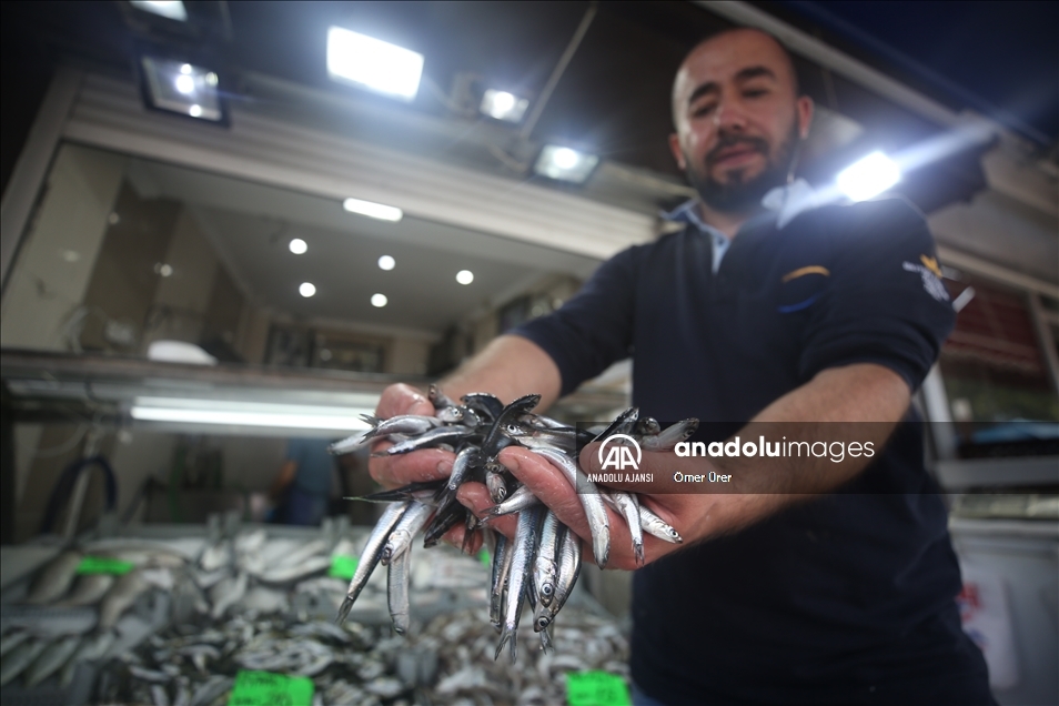 Düzce'de hamsinin kilogramı 20 liraya kadar düştü