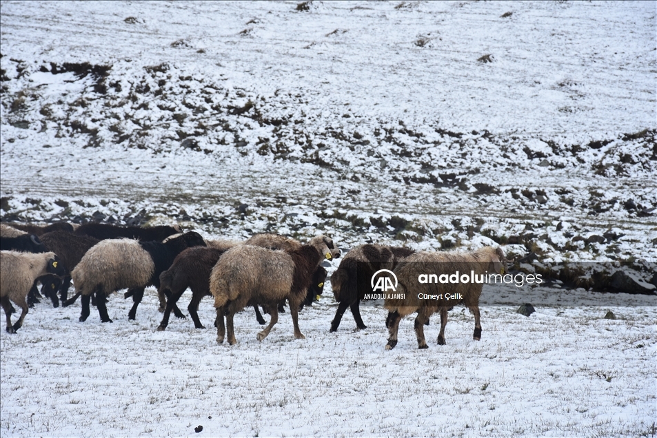 Kars'ta kar yağışı besicileri hazırlıksız yakaladı