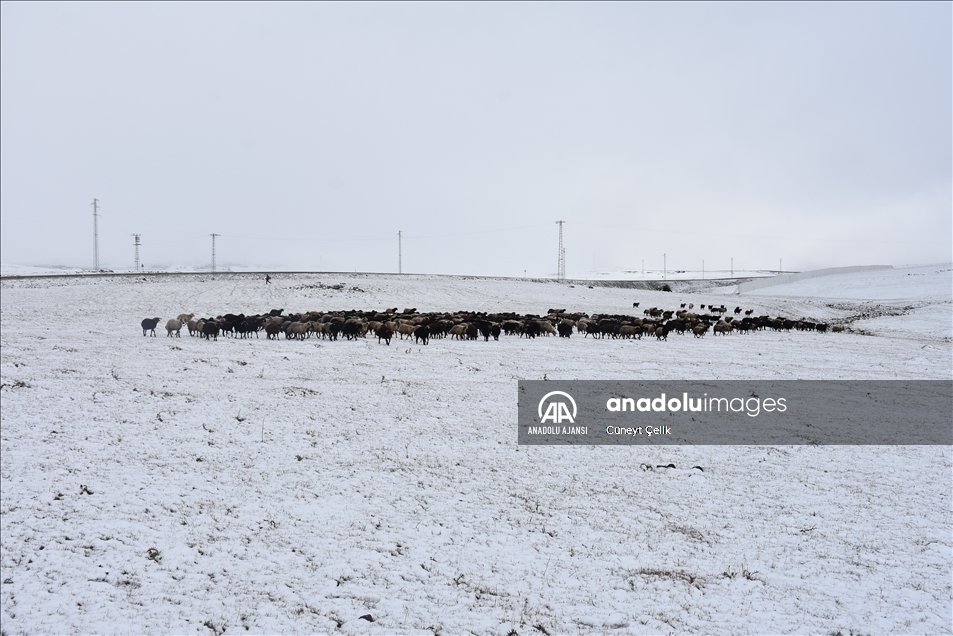 Kars'ta kar yağışı besicileri hazırlıksız yakaladı
