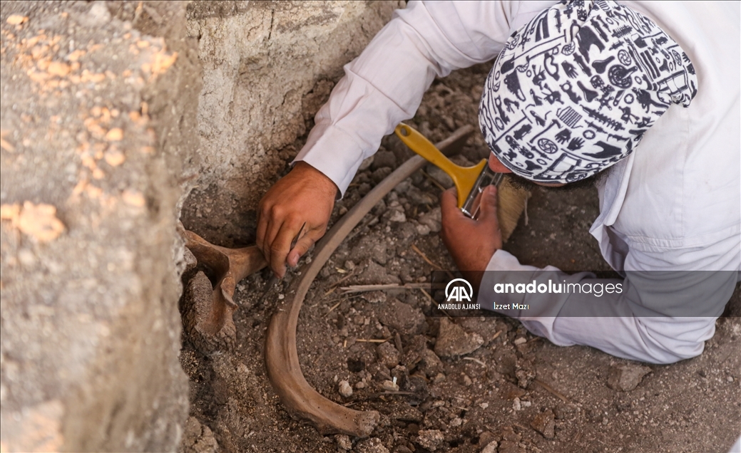 Kahramanmaraş'ta yeni bulunan fil fosilleri incelemeye alındı