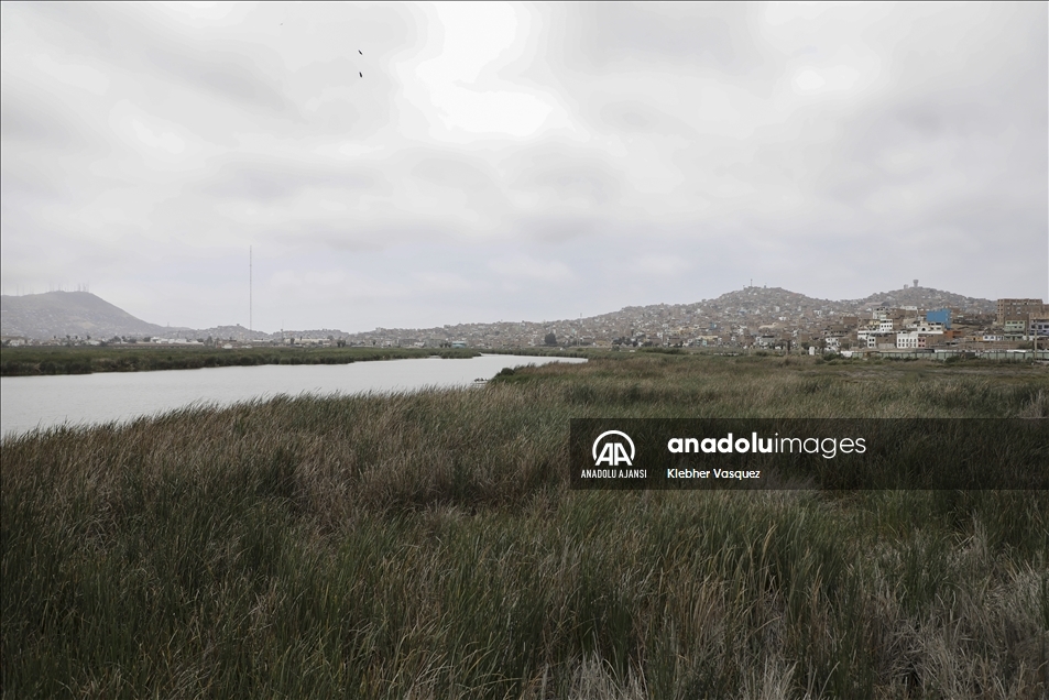 Lima'daki Yaban Hayatı Sığınağı; Pantanos de Villa