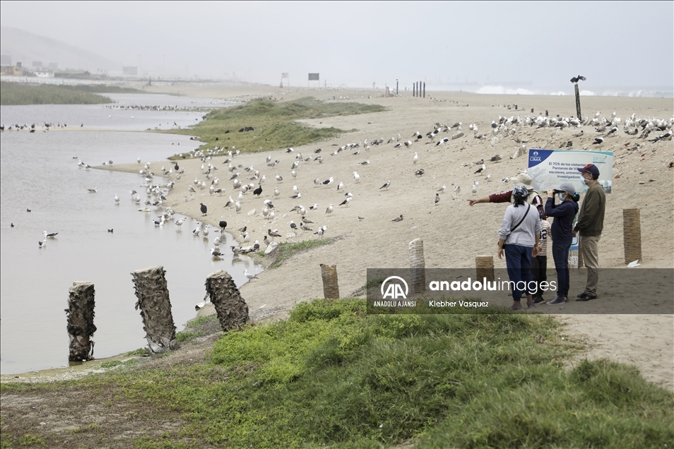 Lima'daki Yaban Hayatı Sığınağı; Pantanos de Villa