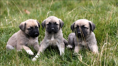 Sivas Kangal köpeklerinin genetiği çiple korunuyor