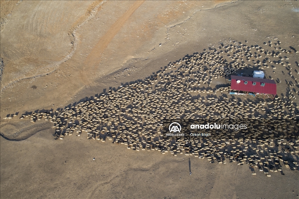 Binlerce koyun yaylalardan indiriliyor