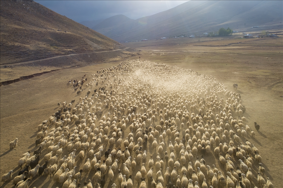 Turska: Pastiri vraćaju stada u toplija područja 