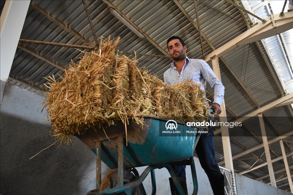 AVM yöneticiliğini bırakıp köyünde sürü sahibi olan girişimci peynir üretiyor