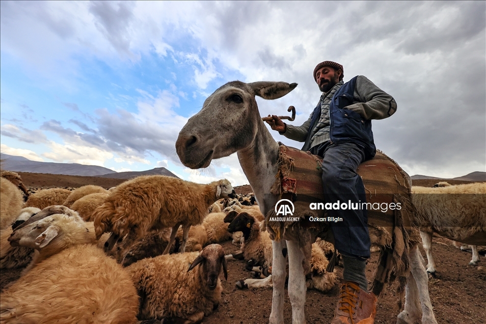 Turska: Pastiri vraćaju stada u toplija područja 