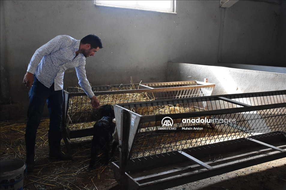 AVM yöneticiliğini bırakıp köyünde sürü sahibi olan girişimci peynir üretiyor