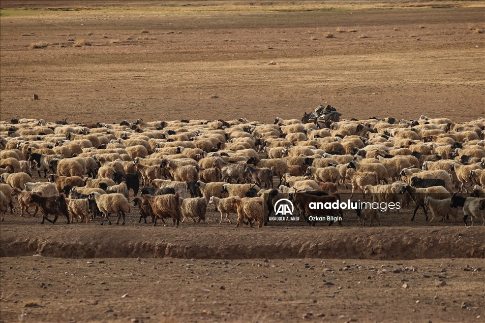 Binlerce koyun yaylalardan indiriliyor