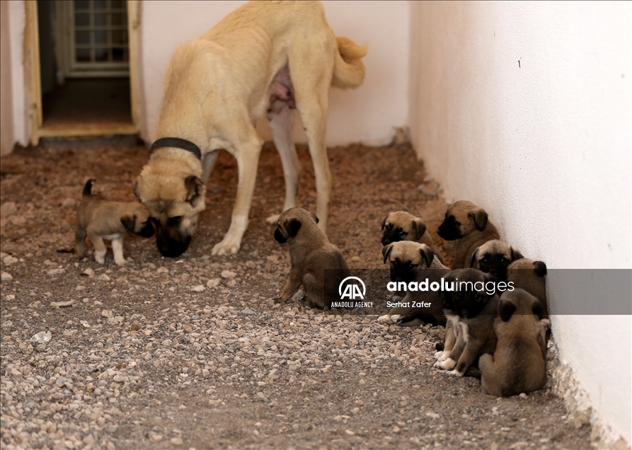Turska: Genetika pasa kangala zaštićena podkožnim čipovima 