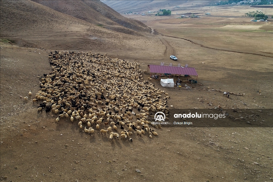 Jelang musim dingin kawanan domba di Turki dipindahkan ke tempat yang lebih hangat