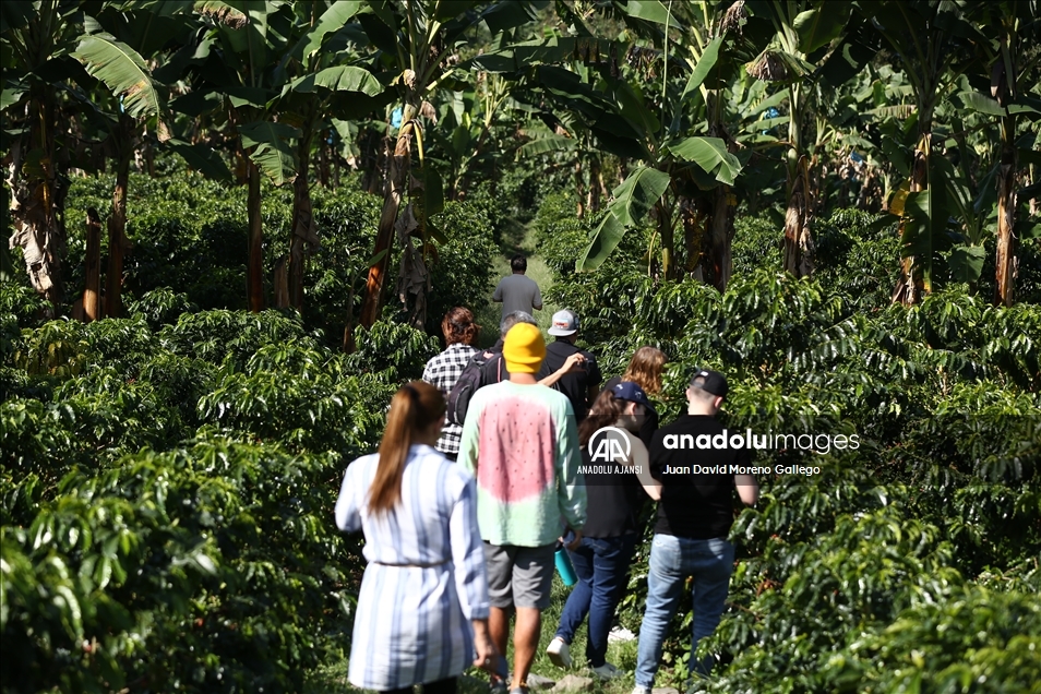 Manizales'teki kahve çiftlikleri