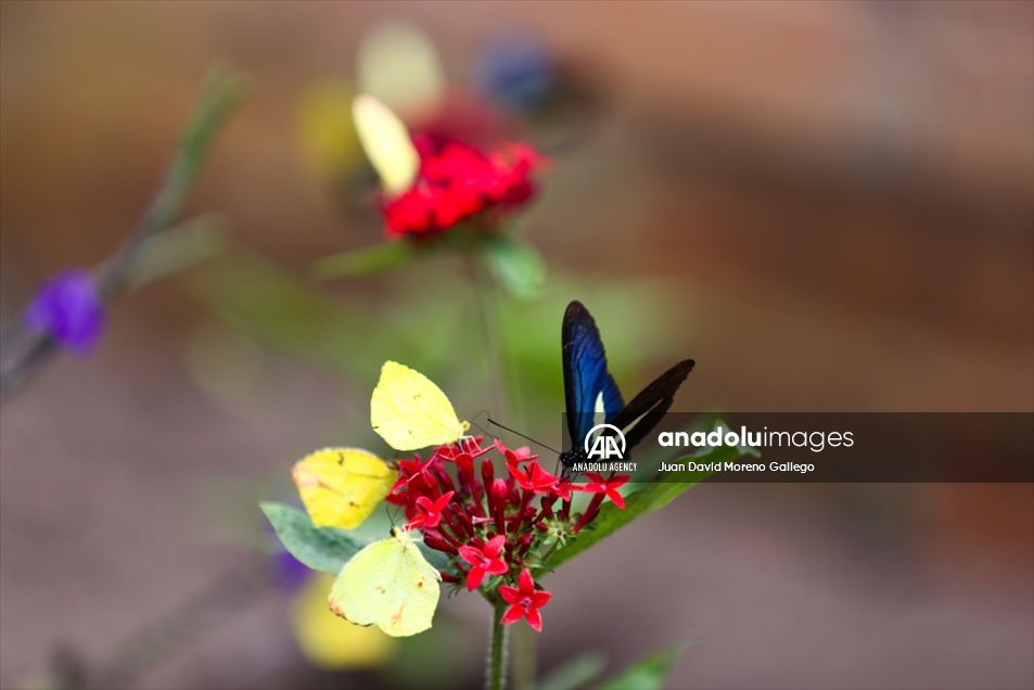 Mariposas diurnas en la ciudad de Manizales en Colombia