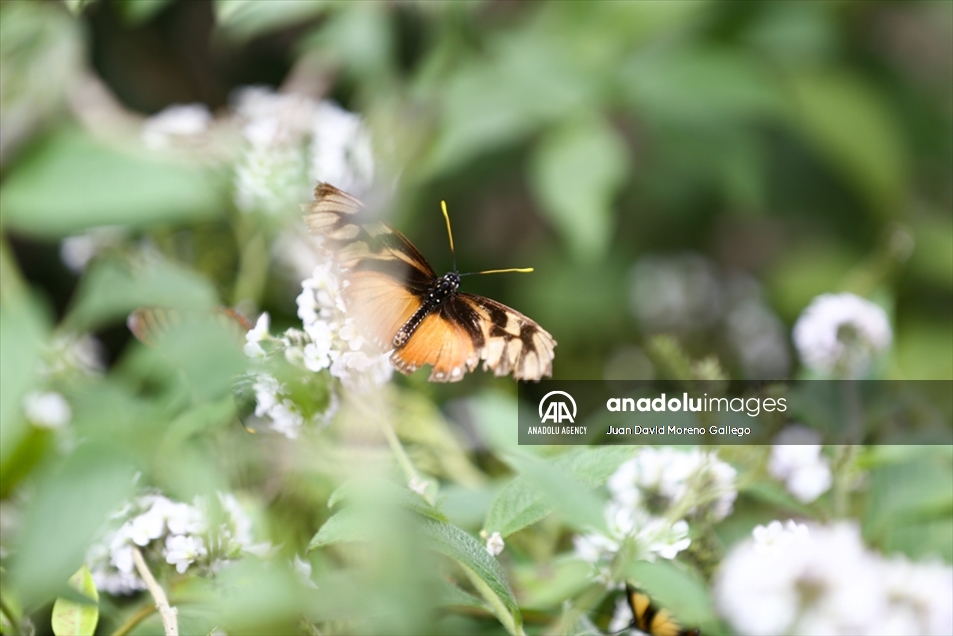 Mariposas diurnas en la ciudad de Manizales en Colombia