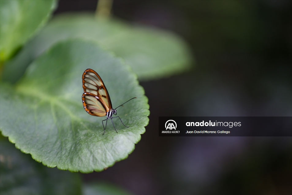 Mariposas diurnas en la ciudad de Manizales en Colombia