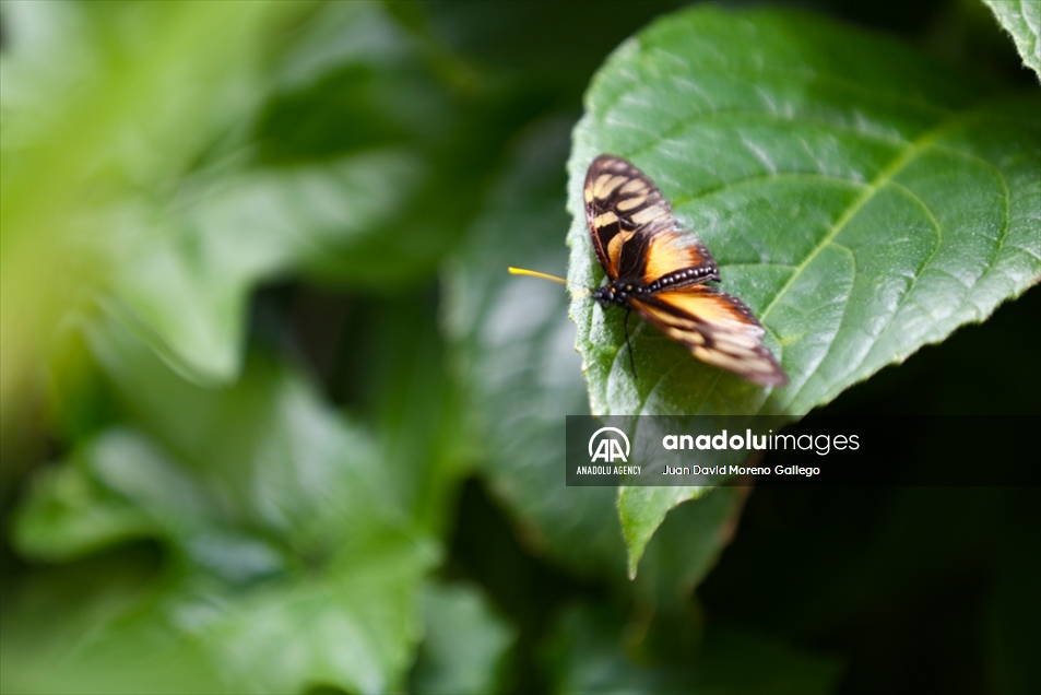 Mariposas diurnas en la ciudad de Manizales en Colombia
