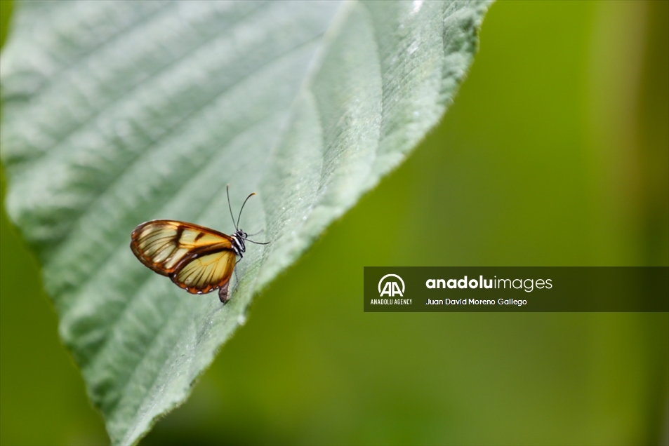 Mariposas diurnas en la ciudad de Manizales en Colombia