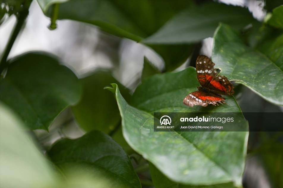Mariposas diurnas en la ciudad de Manizales en Colombia