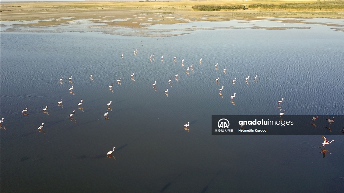 Kuraklık Van Gölü Havzası'nda kuşların yaşam alanlarını daralttı