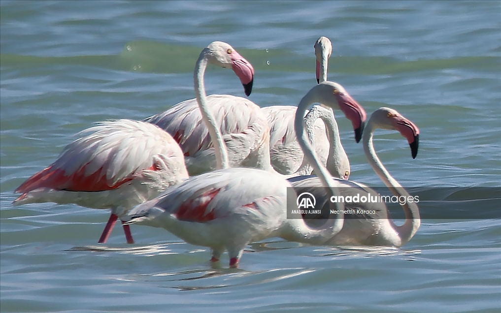 Kuraklık Van Gölü Havzası'nda kuşların yaşam alanlarını daralttı