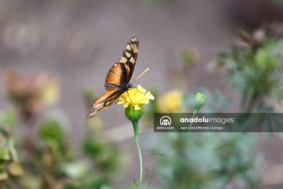 Mariposas diurnas en la ciudad de Manizales en Colombia