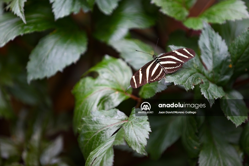Mariposas diurnas en la ciudad de Manizales en Colombia