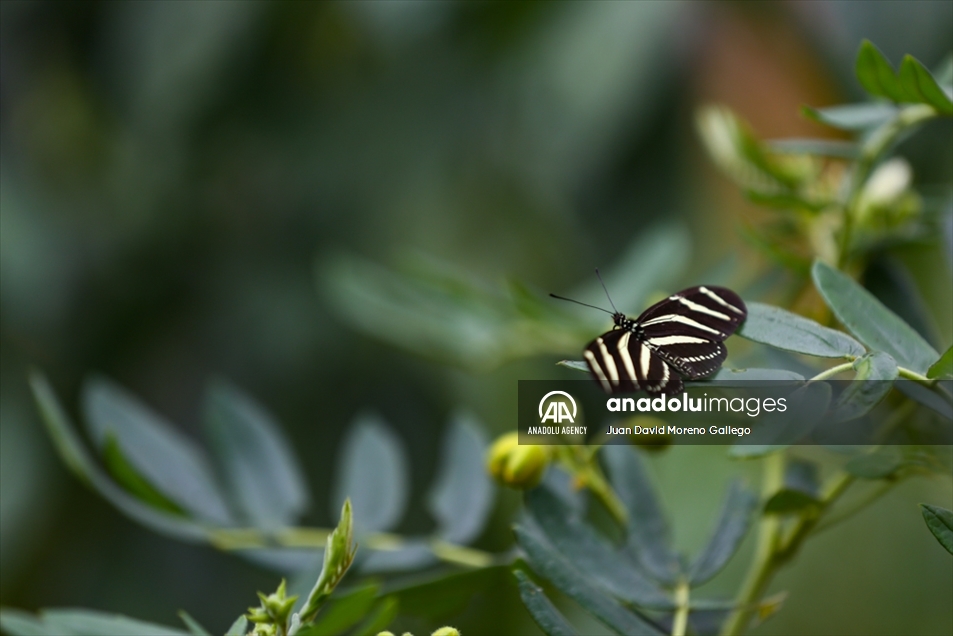Mariposas diurnas en la ciudad de Manizales en Colombia