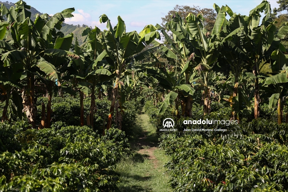 Tradicionales fincas cafeteras decoran las montañas en cercanías a Manizales en Colombia