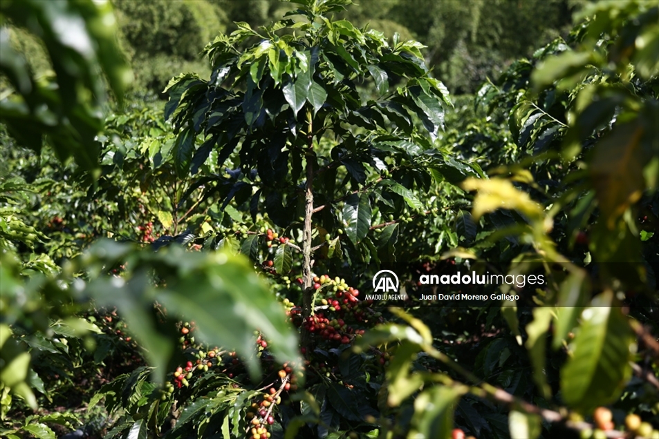 Tradicionales fincas cafeteras decoran las montañas en cercanías a Manizales en Colombia