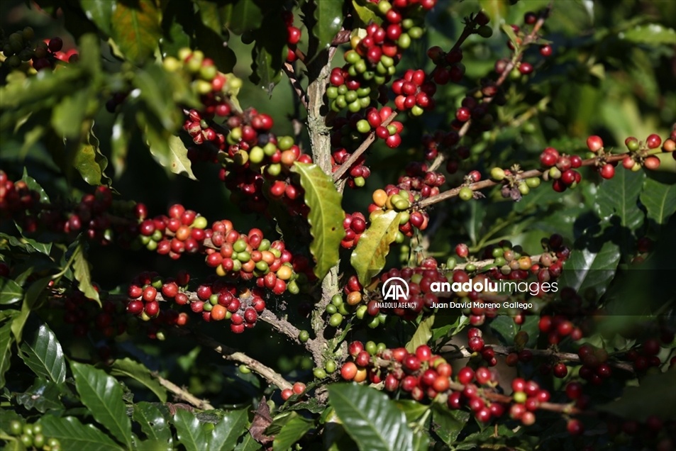 Tradicionales fincas cafeteras decoran las montañas en cercanías a Manizales en Colombia
