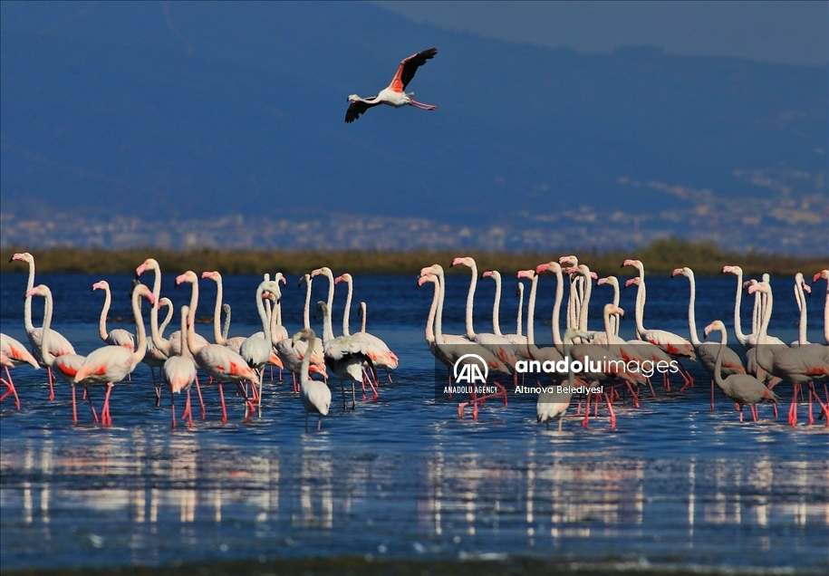 Migratory birds flocking to ‘Bird Hotel’ in northwestern Turkey 