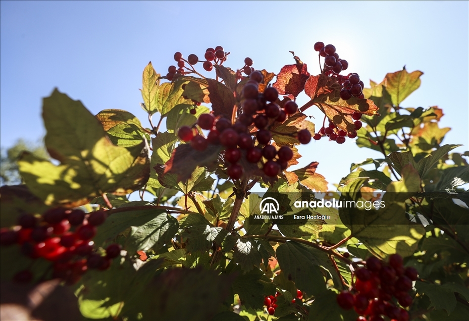 "Ankara'da yetişmez" denilen bitkileri çiftliğinde üretip sergiliyor