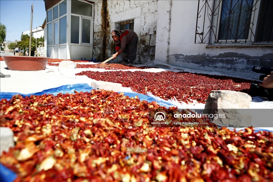 Turquie : C’est l’heure du séchage des piments Cirgalan produits de graines ancestrales