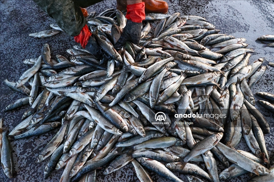 Dört kardeşin 30 yıldır Van Gölü'ndeki aynı teknede örnek balıkçılık serüveni