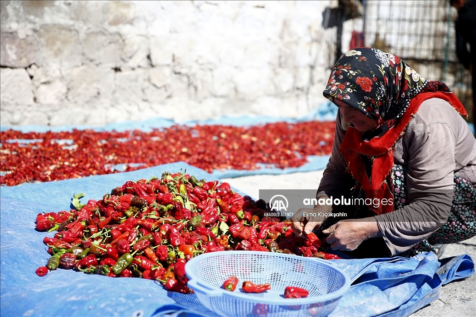 Turquie : C’est l’heure du séchage des piments Cirgalan produits de graines ancestrales