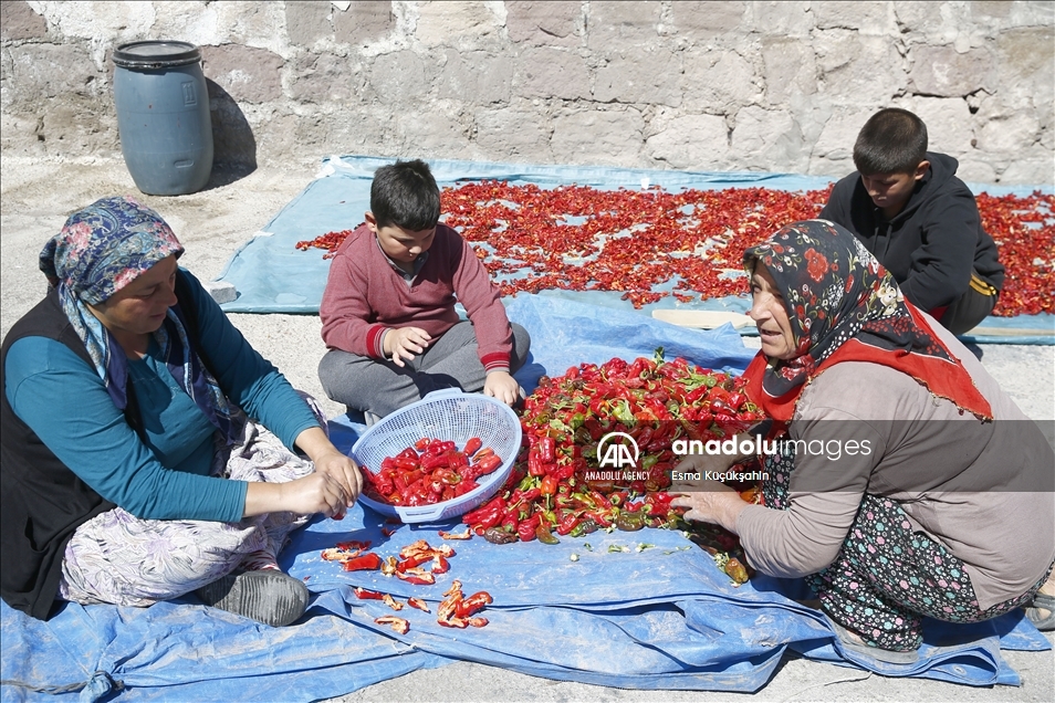 Turquie : C’est l’heure du séchage des piments Cirgalan produits de graines ancestrales