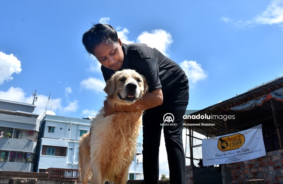 Varios perros abandonados fueron atendidos en un albergue de Bangladés en el Día Mundial de los Animales
