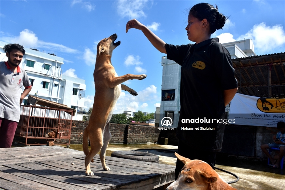 Varios perros abandonados fueron atendidos en un albergue de Bangladés en el Día Mundial de los Animales