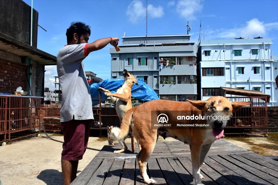 Varios perros abandonados fueron atendidos en un albergue de Bangladés en el Día Mundial de los Animales