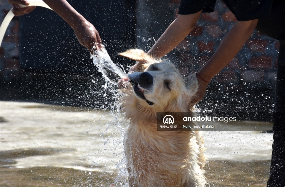 Varios perros abandonados fueron atendidos en un albergue de Bangladés en el Día Mundial de los Animales